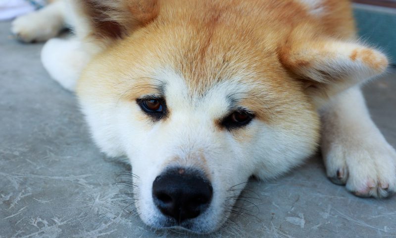 飼い犬からも感染が見つかっているエキノコックス症とはどんな病気 ときわだいら動物病院